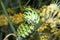 Swallowtail Caterpillar Osmeterium