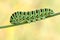 Swallowtail caterpillar(Papilio machaon)