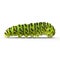 Swallowtail caterpillar or Papilio Machaon on a white. 3D illustration