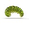 Swallowtail caterpillar or Papilio Machaon on a white. 3D illustration