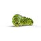 Swallowtail caterpillar or Papilio Machaon on a white. 3D illustration