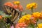 Swallowtail Feeding on Lantana