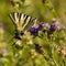 Swallowtail and flowers
