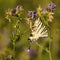 Swallowtail and flowers