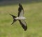 Swallowtail kite hunting low to the ground