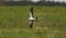 Swallowtail kite hunting over prairie