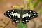 Swallowtail lemon butterfly (papilio demoleus)