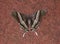 Swallowtail Moth