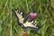 Swallowtail moth Papilio machaon