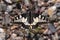 Swallowtail moth Papilio machaon