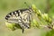 Swallowtail (Papilio machaon) butterfly