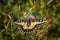 Swallowtail on Trifolium pratense - Back Side View