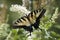 Swallowtail on White Butterfly Bush
