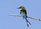 Swallowtailed Bee-eater - Botswana