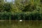 Swamp area Imperial Pond, Carska bara, Serbia. Large natural habitat for rare birds and other species