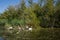 Swamp area Imperial Pond, Carska bara, Serbia. Large natural habitat for rare birds and other species