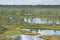 Swamp, birches, pines and blue water. Evening sunlight in bog. Reflection of marsh trees. Fen, lakes, forest. Moor in summer