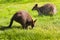 Swamp- or Black Wallabies eating