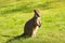 Swamp- or Black Wallaby on