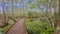 Swamp boardwalk john lafitte nature preserve