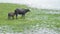 Swamp Buffalo calf feeding in Thale Noi