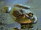 Swamp Bullfrog