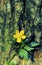 Swamp Buttercup  48694