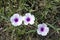 Swamp cabbage, Swamp cabbage white stem, Water morning glory(Ipomoea aquatica Forsk.),