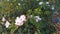 Swamp cabbge, Swamp cabbage white stem, Water morning glory, Ipomoea aquatica Forsk.