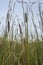 Swamp canes Plant