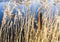 Swamp canes Water Reed Plant Cattails