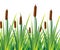 Swamp canes Water Reed Plant Cattails Green Leaf Grass Environment Swamp, Lake and River. Vector illustration Web site page and mo