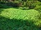 A swamp covered with thriving water hyacinth plants