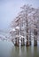 Swamp cypress grove in Sukko Lake in winter