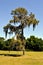 Swamp cypress with spanish moss