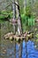 Swamp cypress.   Taxodium distichum .