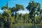 Swamp cypress tree with Hanging Spanish Moss in Wakulla River, Florida, United States