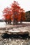 Swamp cypresses with red needles in an autumn landscape on a shallow lake in Sukko. In the foreground lies a tree trunk. Vertical