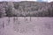 Swamp with dead trees in infrared