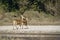 Swamp Deer group in Nepal