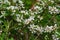 Swamp Dewberry Flowers Rubus hispidus