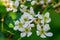 Swamp Dewberry - Rubus hispidus