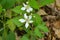 Swamp Dewberry, Rubus hispidus