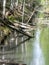 A swamp ditch, white birches along the edges, swamp grass and moss, wonderful reflections in the dark swamp water