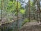 A swamp ditch, white birches along the edges, swamp grass and moss, wonderful reflections in the dark swamp water