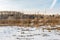 Swamp with dry grass, reeds and many birches and conifers in wintertime. Winter landscape with strange trees