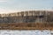 Swamp with dry grass, reeds and many birches and conifers in wintertime. Winter landscape with strange trees