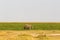 A swamp elephant from Amboseli. Kenya, Africa