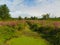 Swamp filled with Purple Loosestrife around dry channel