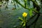 Swamp flower in the middle of a lagoon in the Darien jungle.